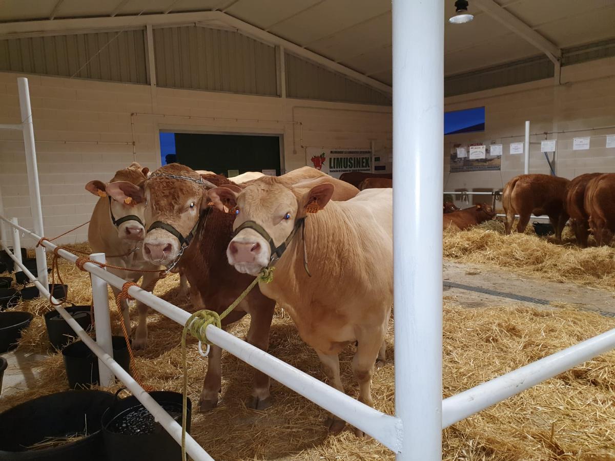 Los ejemplares que concurren a la Feria de Ganado Selecto de Albalá han sigo escogidos por los profesionales.