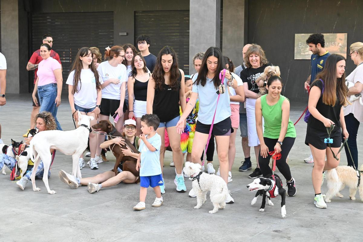 La marcha canina benéfica de Vila-real, en imágenes