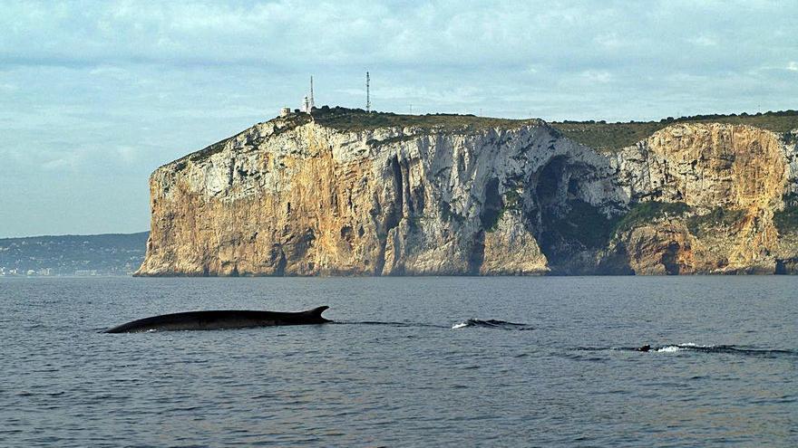 Los cetáceos se adueñan de la costa de la Comunidad Valenciana por la tranquilidad en el mar