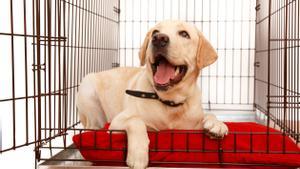 Els gossos distingeixen quan els parles en diferents idiomes