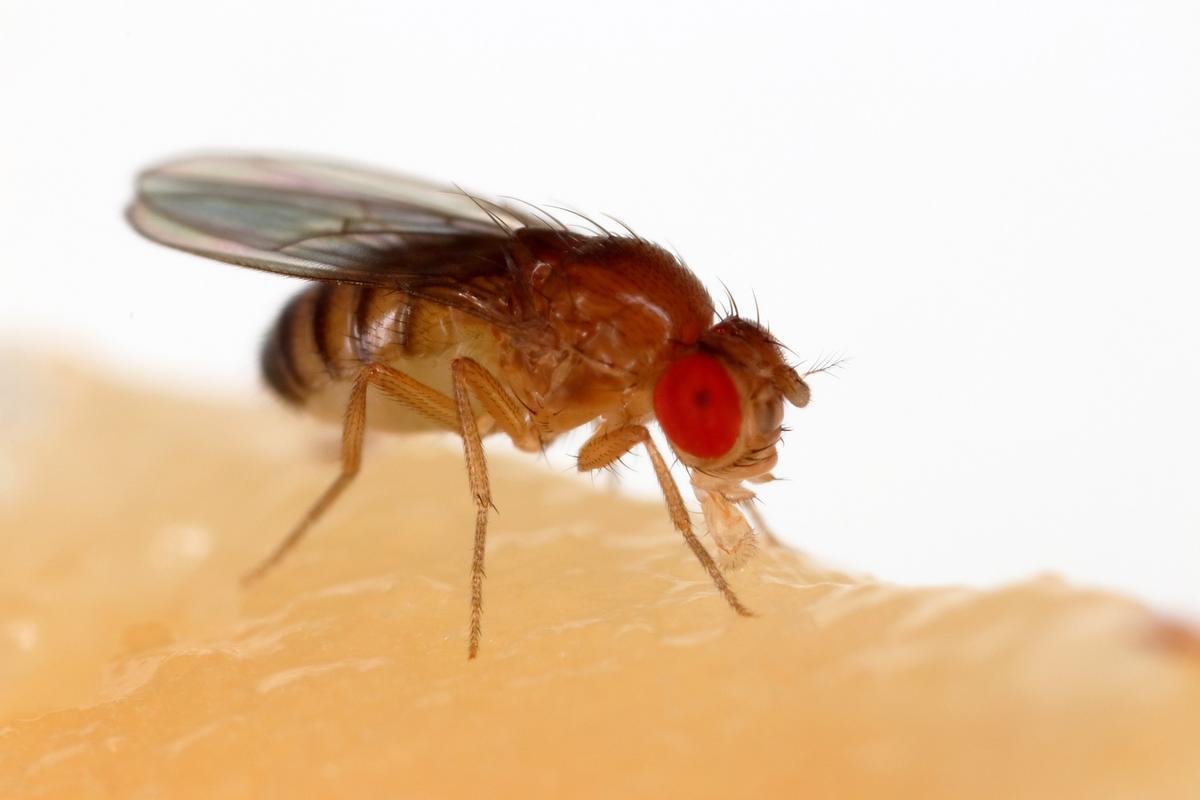 Ejemplar de mosca de la fruta (Drosophila melanogaster).