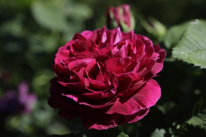 Empieza la cosecha de "oro rosa" del Narcea
