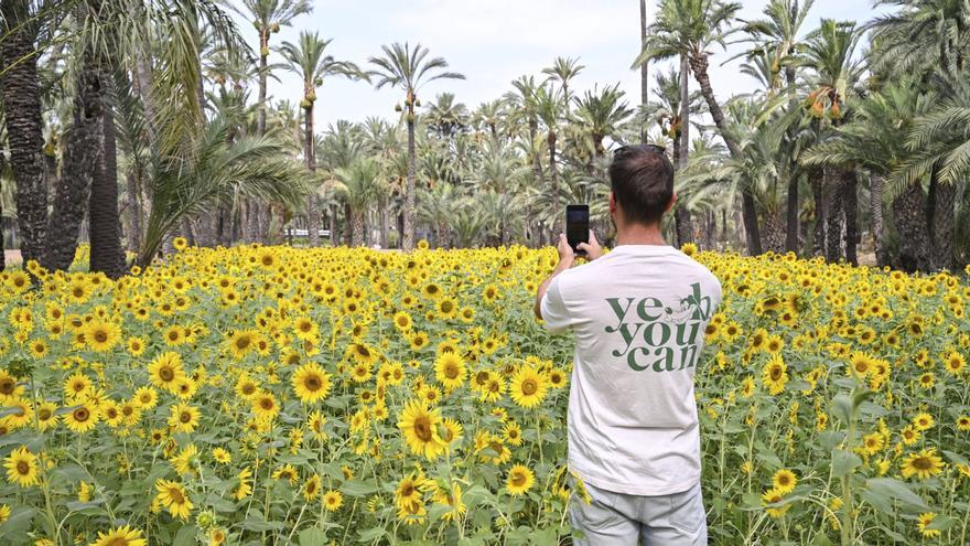 El Palmeral como paisaje