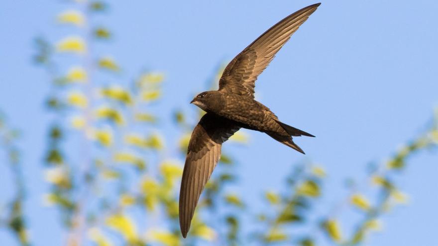 Millares de vencejos están llegando a España: así son estas asombrosas aves