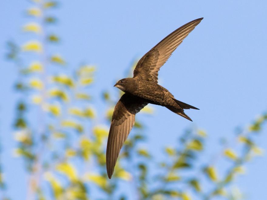 Millares de vencejos están llegando a España: así son estas asombrosas aves