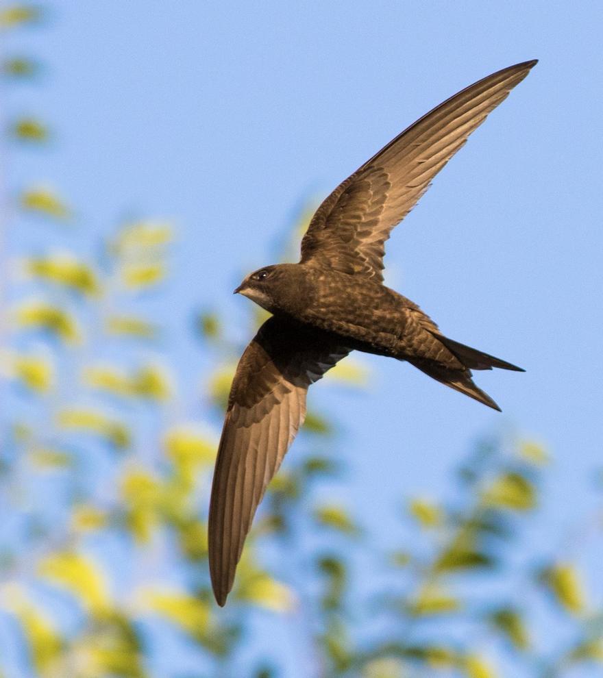 Millares de vencejos están llegando a España: así son estas asombrosas aves