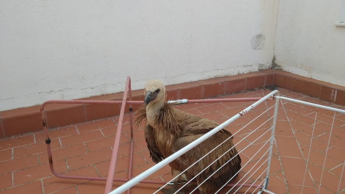 La Policía Local de Peñarroya rescata a un buitre que había quedado atrapado en un tendedero portátil