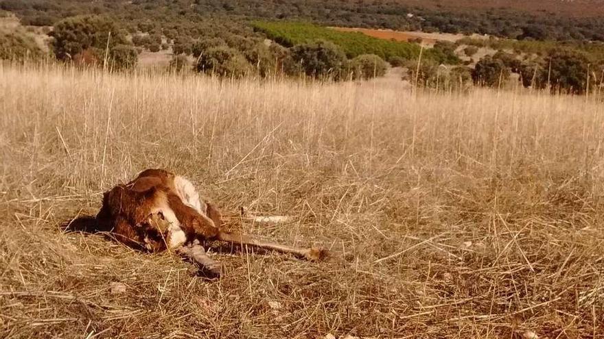 El ciervo decapitado yace en terrenos de la ladera de la sierra de Carpurias.