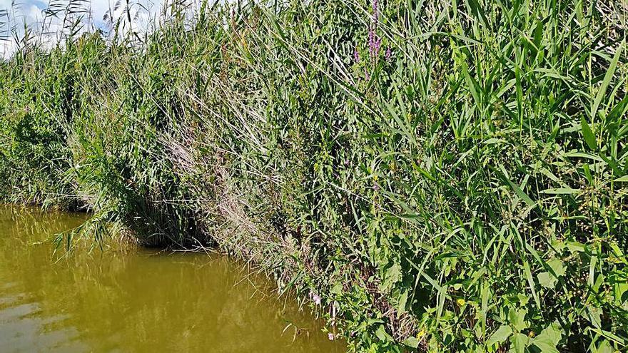 El incremento de flora sumergida confirma la mejoría de l’Albufera |  