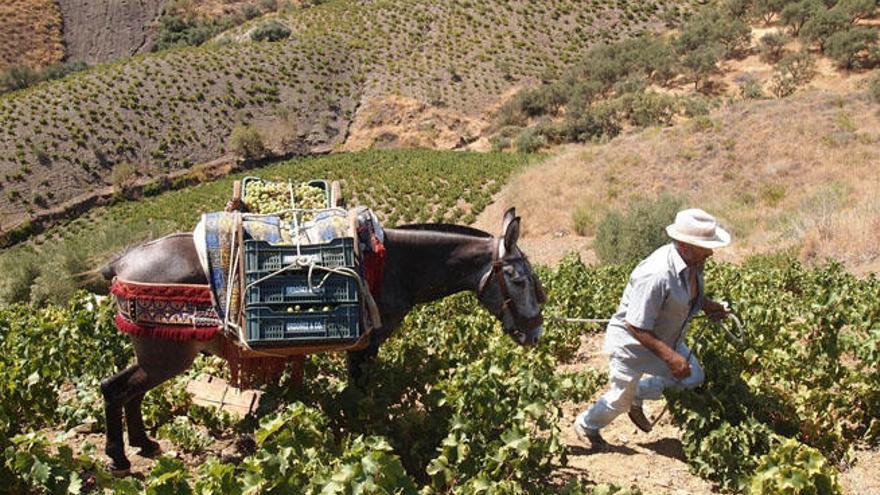 Distintas estampas de la recogida de la uva en la provincia malagueña.