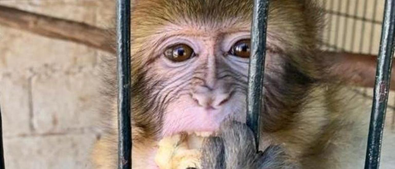Uno de los macacos de Berbería trasladados a la Fundación Primadomus de Villena.