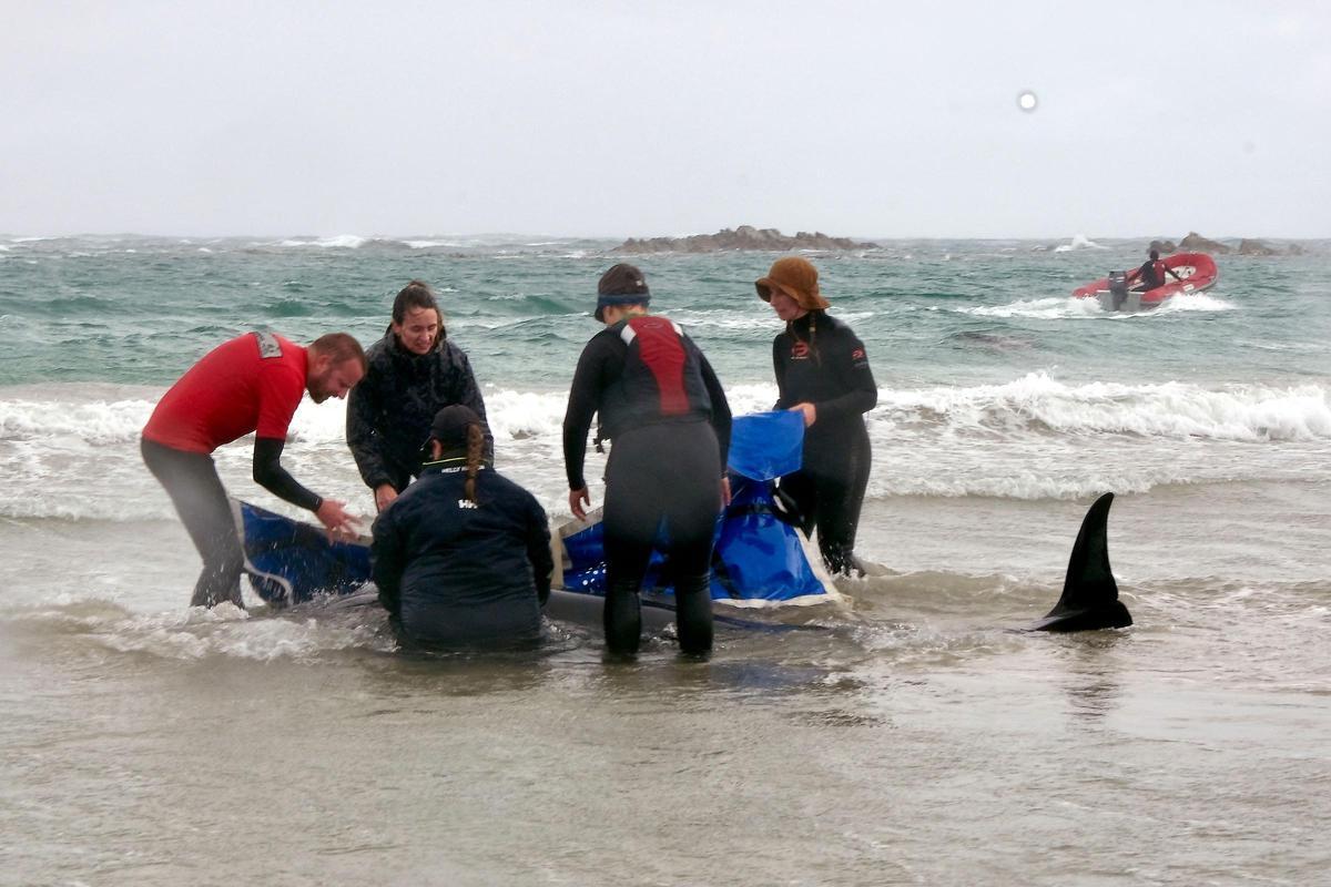 Más de 150 ballenas aparecen varadas en una playa de Tasmania, en Australia