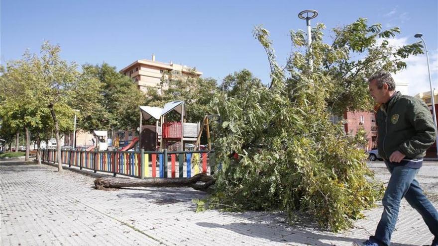 Más de medio centenar de incidencias por el fuerte viento en Córdoba