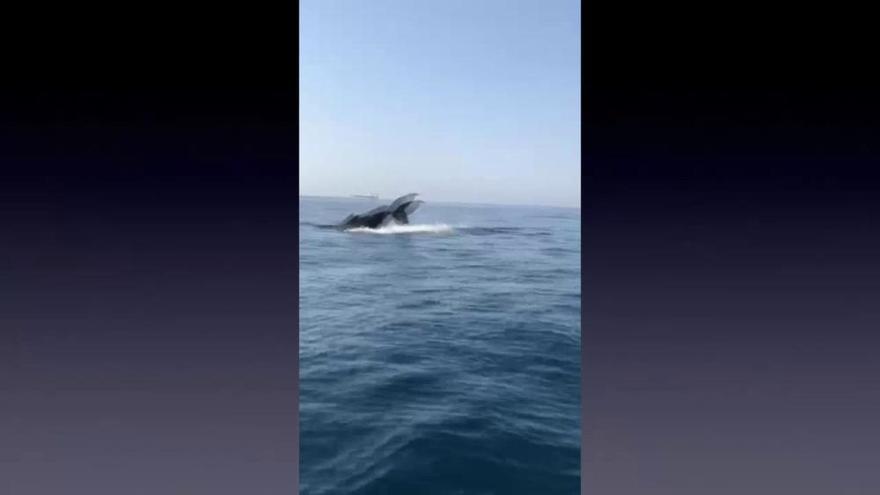 Avistan una ballena en El Portús