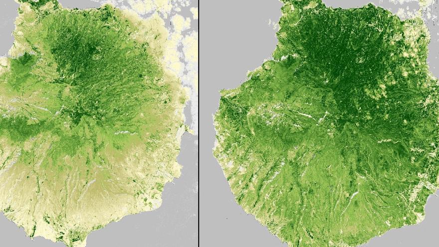 Gran Canaria se tiñe de verde: un antes y después de las lluvias