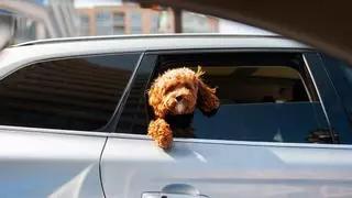 La DGT advierte: esta es la multa por llevar mal al perro dentro del coche