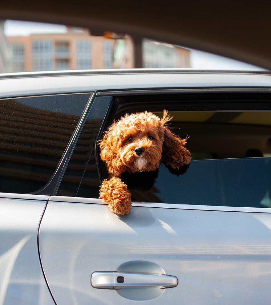 Hasta 500 euros de multa si llevas a tu perro en el coche de forma incorrecta: cómo debe viajar