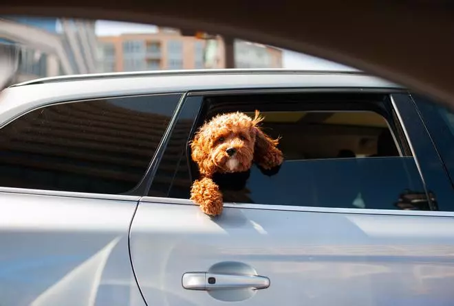 ¿Cómo debe viajar tu perro en el coche?
