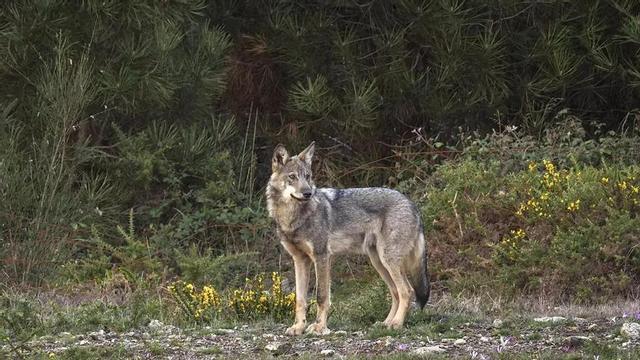 Un dels exemplars de cànid que apareixen al film ‘Durmiendo con lobos’, d’Andoni Canela. | EL PERIÓDICO