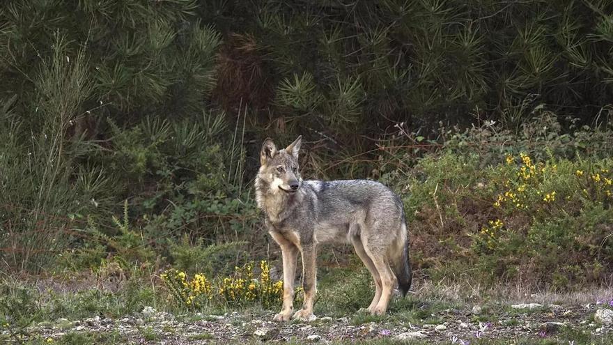 Cinc anys darrere de l’esquiu camí del llop