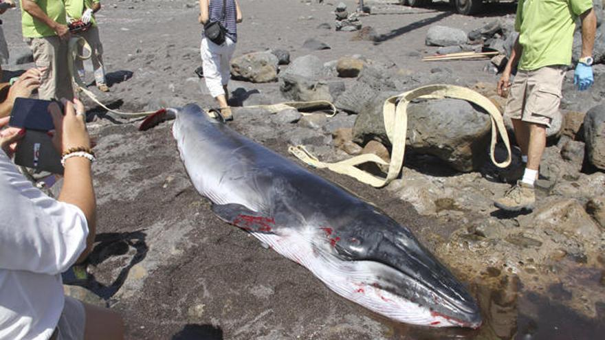 Aparece muerta una cría de rorcual tropical en la costa de Antigua