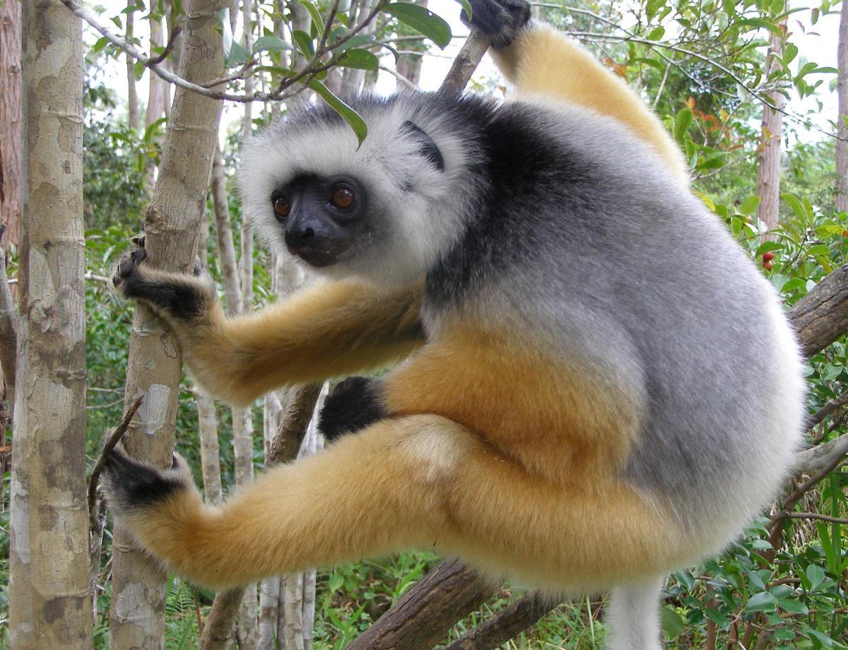Un ejemplar de lemur sifaka diademado.