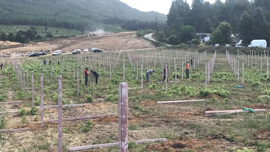 Los futuros viñedos de albariño se forjan este verano