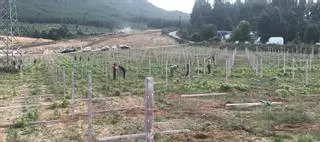 Los futuros viñedos de albariño se forjan este verano