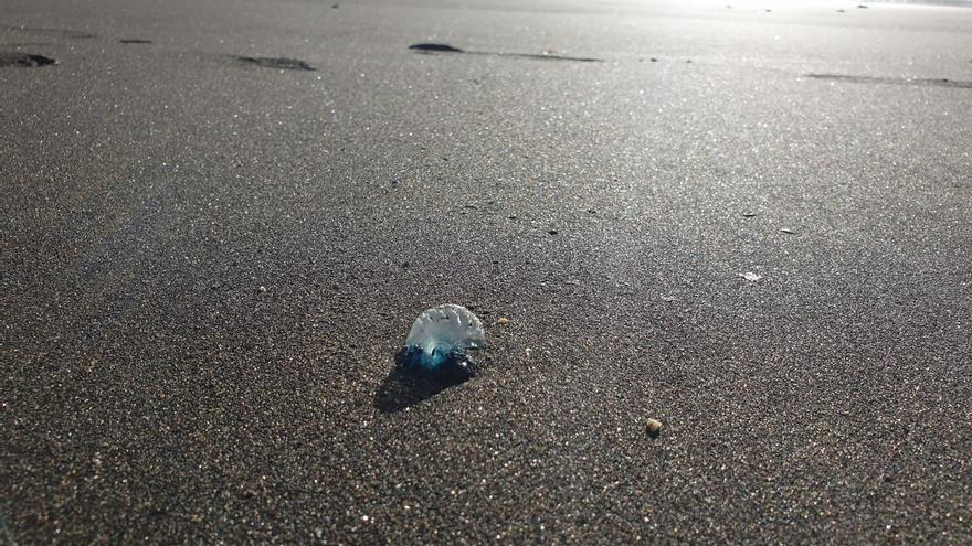 Cerradas al baño dos playas de Telde por la presencia de aguavivas