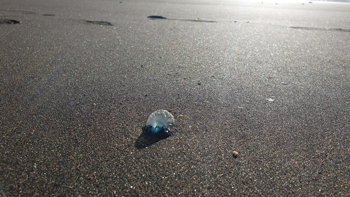 Imagen de una aguaviva en una de las playas de Telde.