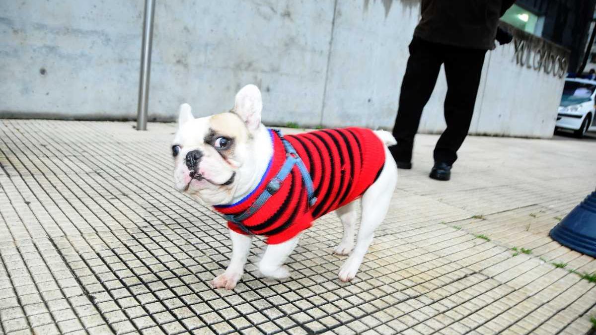 Perro con ropa jersey