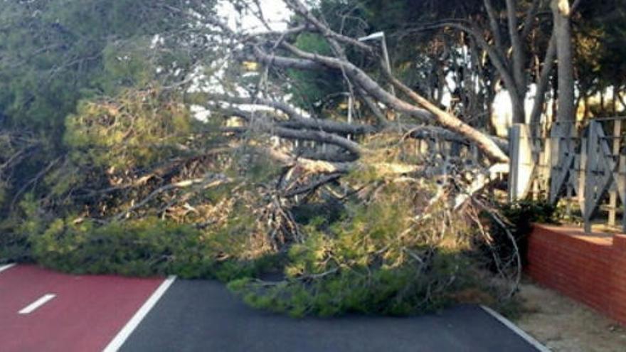 Un arbre de grans dimensions tombat pel vent al parc del Pinaret a Cambrils