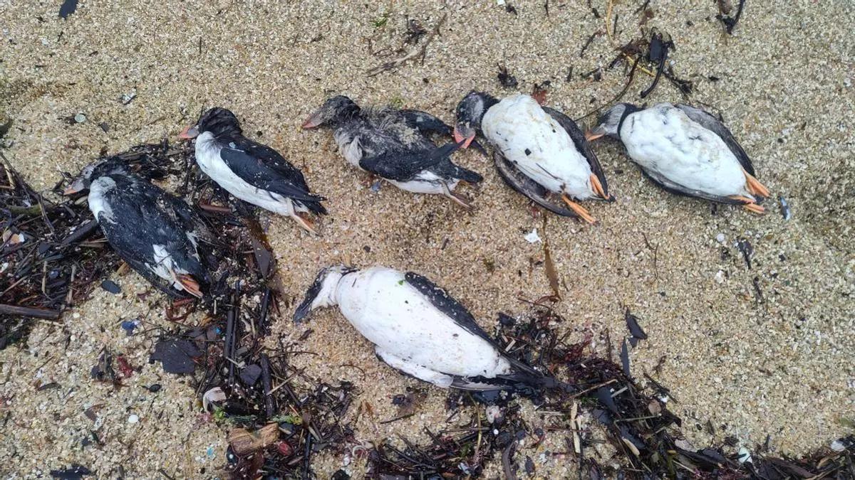 Mil frailecillos aparecen muertos en las playas del norte de España