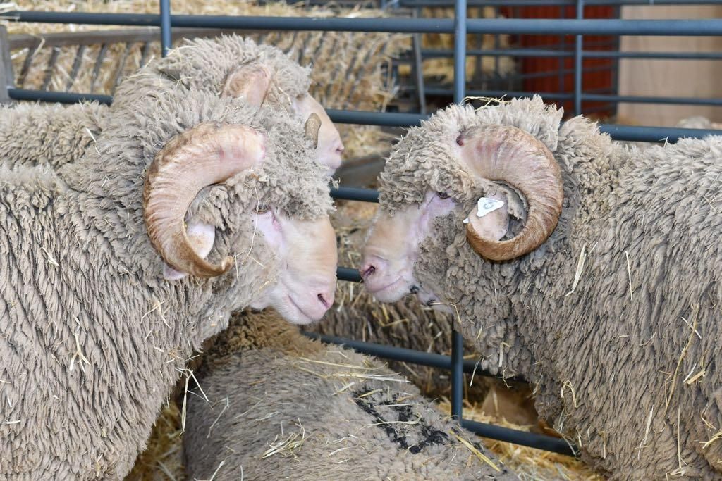 Arranca la Feria Agroganadera de Los Pedroches