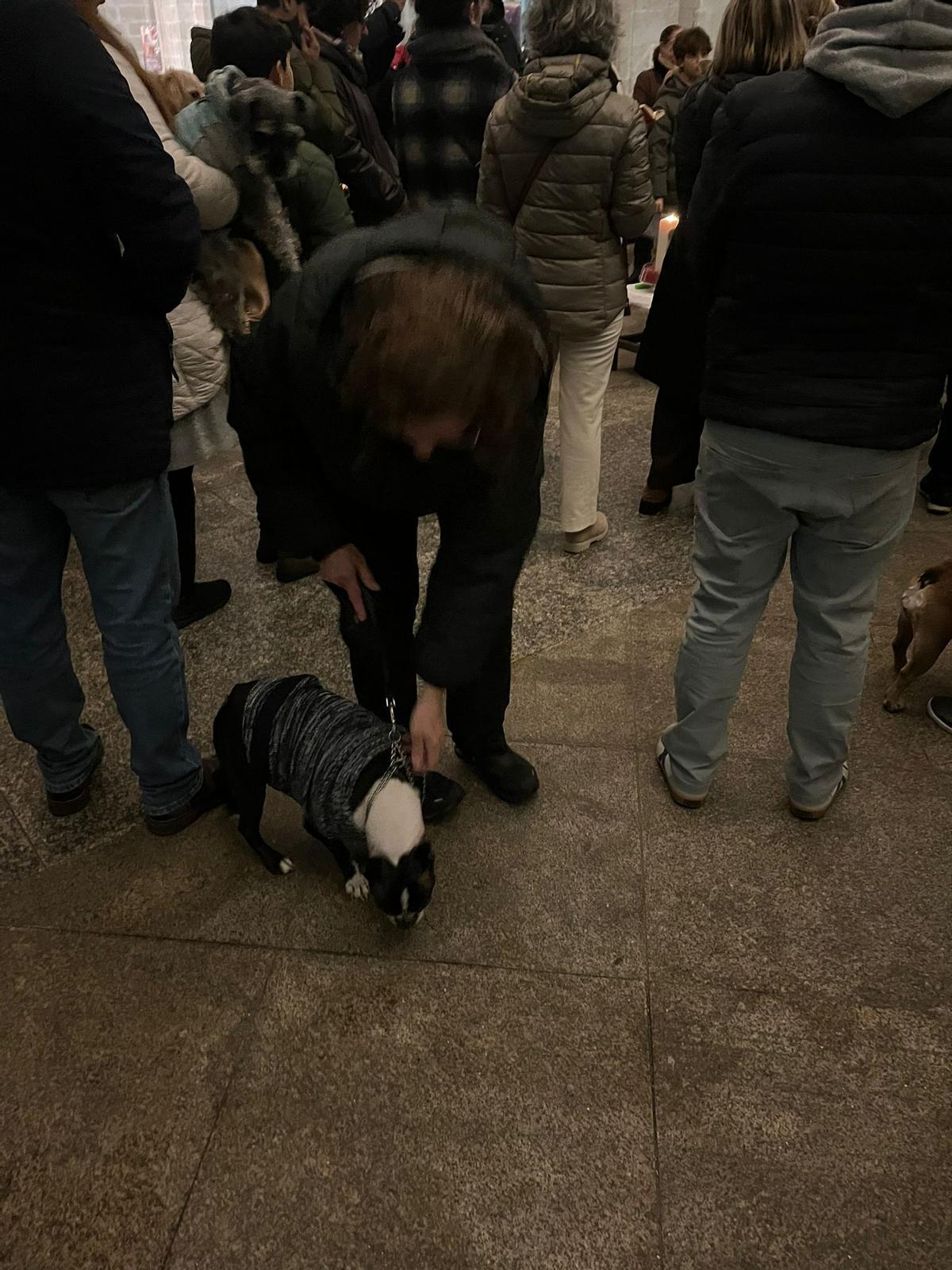 Bendición de animales por San Antón en Santiago