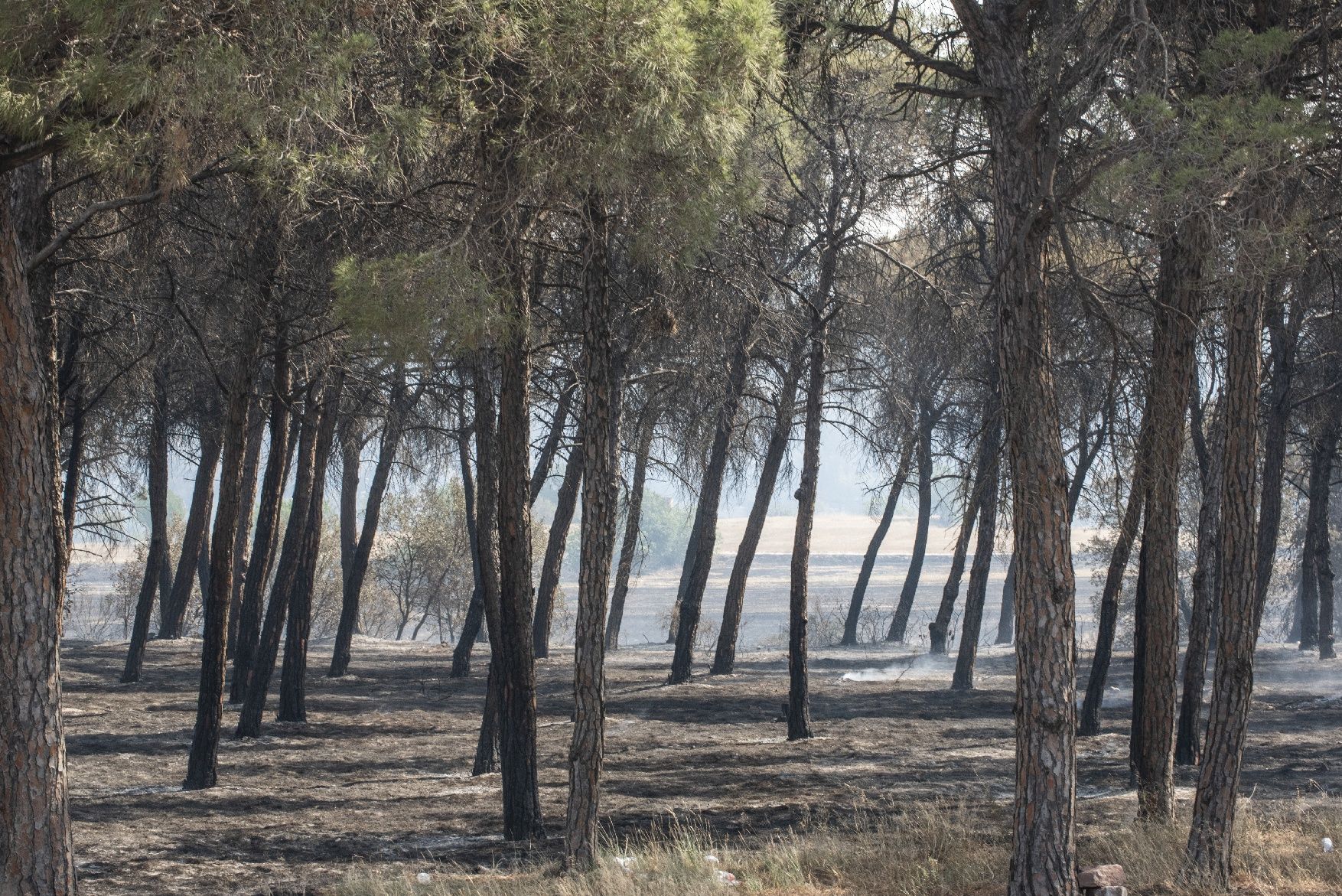 Afectació per l'incendi a la urbanització de les Brucardes