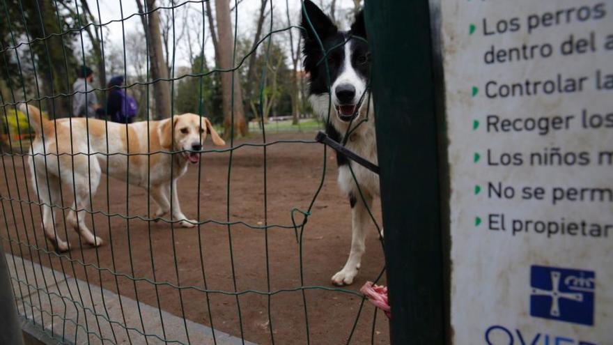 Oviedo prepara una norma que no considere a las mascotas como “cosas”