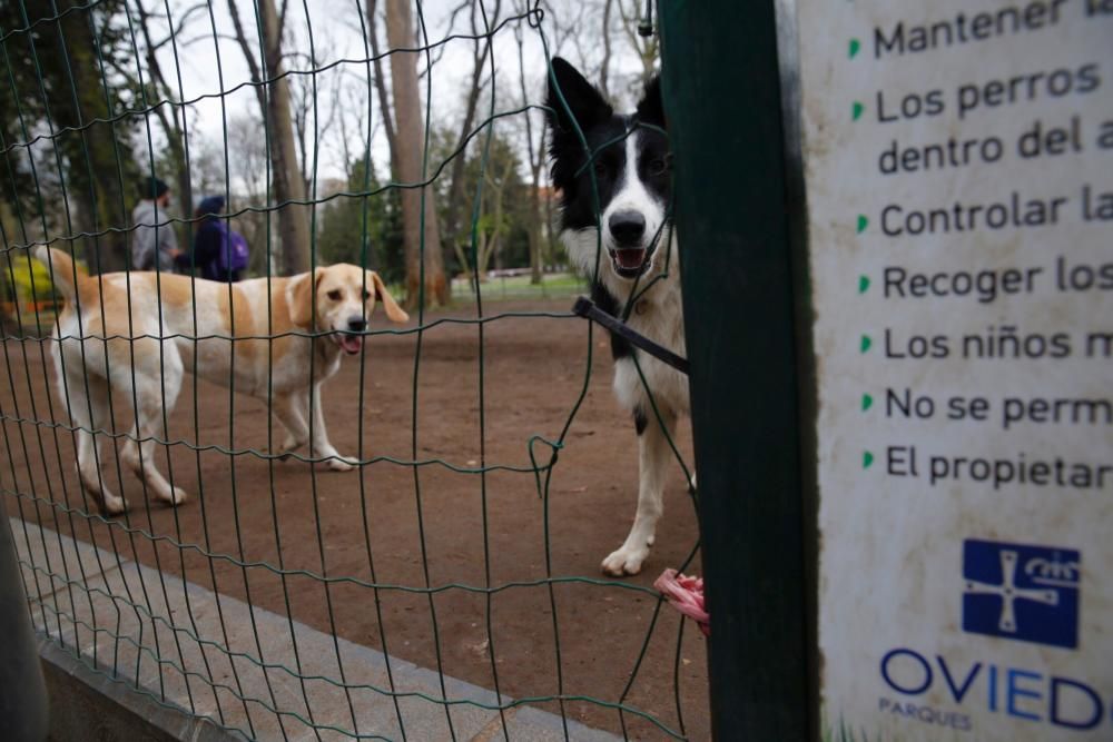 Parque de perros en el Parque San Francisco de Oviedo