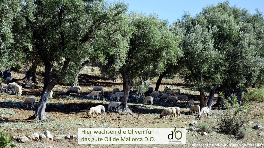 Hier wachsen die Oliven für Oli de Mallorca