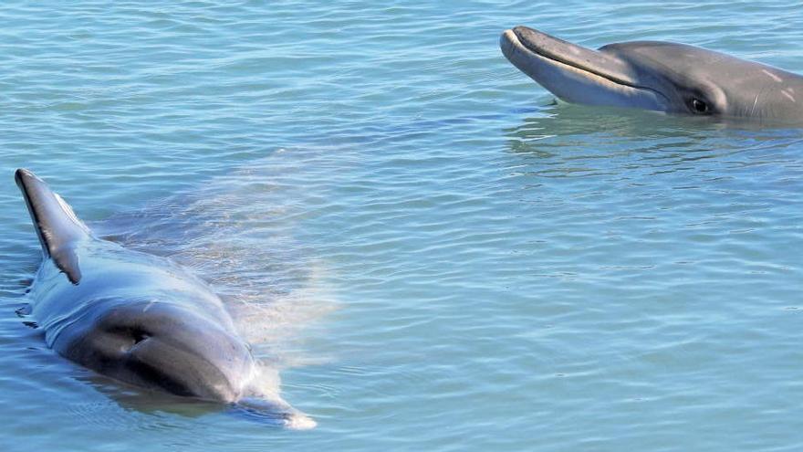 Delfines de agua dulce.