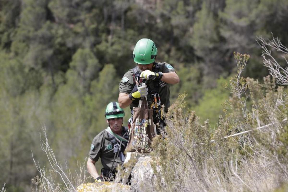 Agentes rurales anillan halcones peregrinos en el Penedès