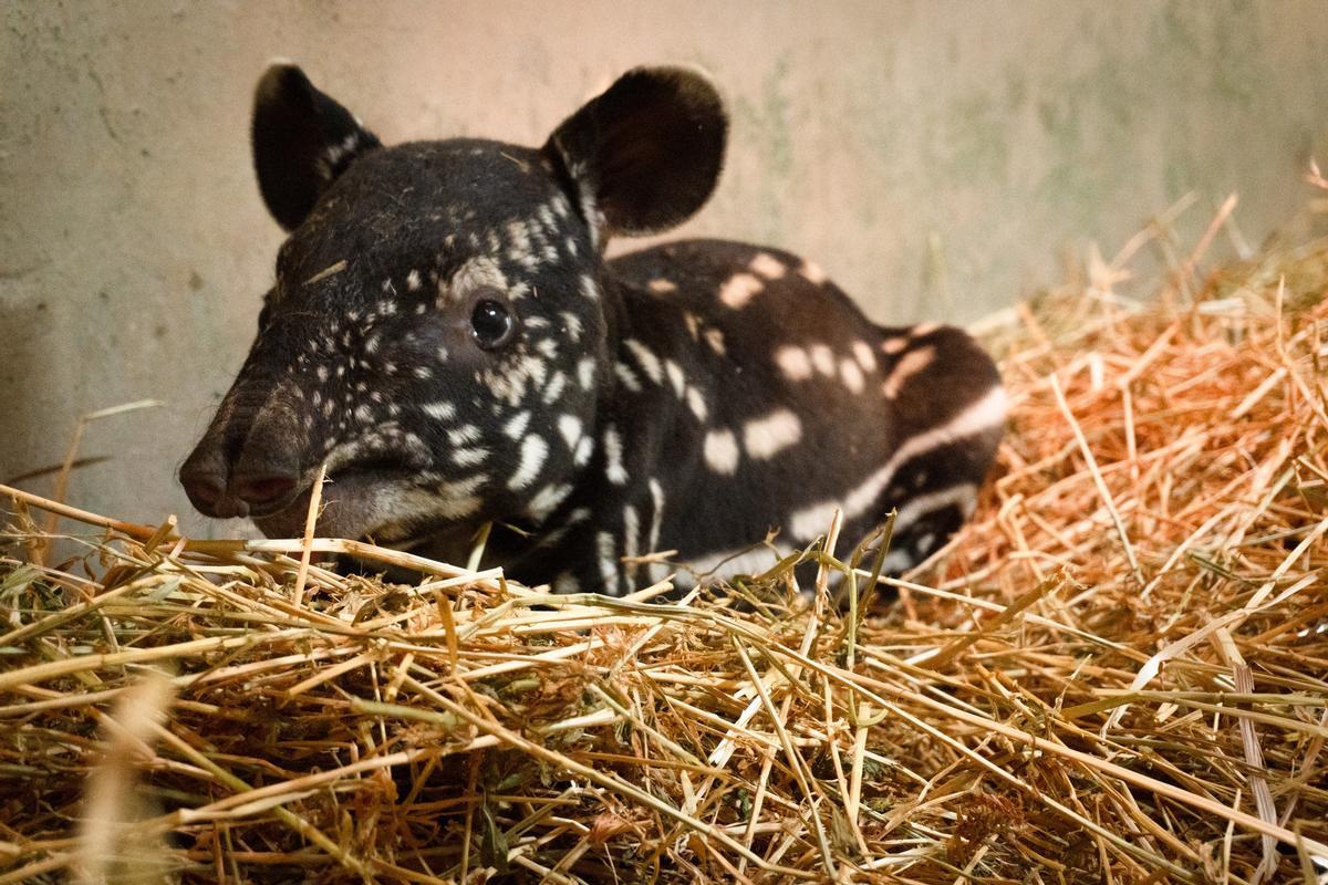 Cría de tapir malayo Bioparc Fuengirola