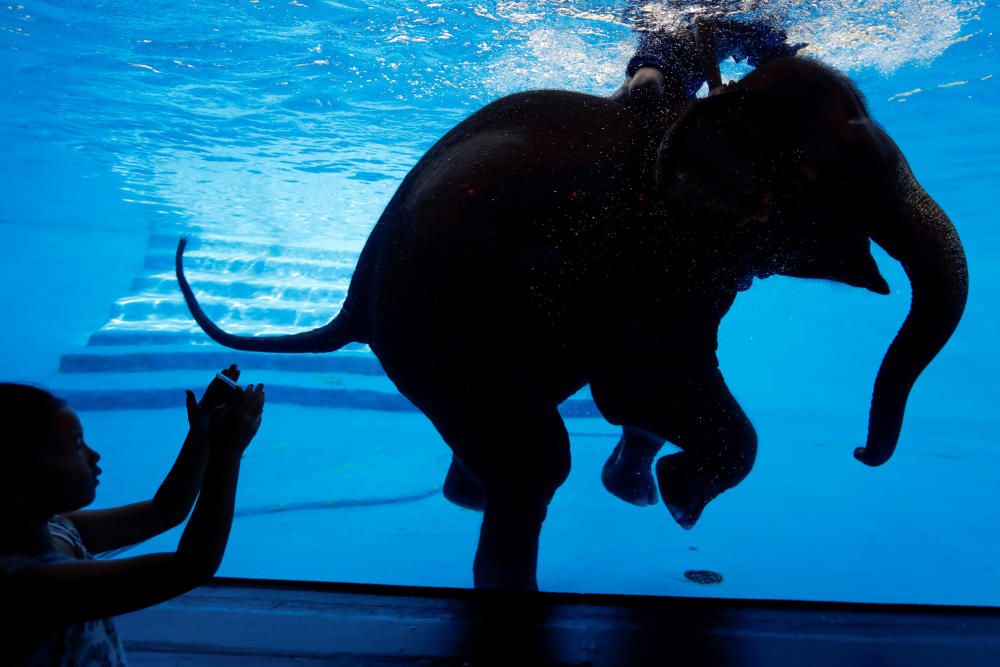 Una niña toma una fotografía mientras un elefante y su mahout nadan en el zoológico de Khao Kheow en Chonburi, Tailandia. REUTERS.