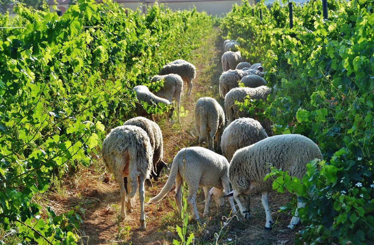 Ovejas en las viñas,  Alt Penedès.