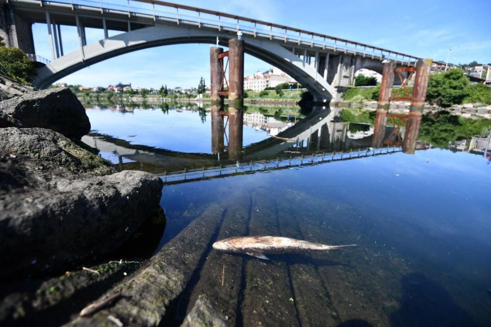 Aparecen peces muertos flotando en el río Lérez