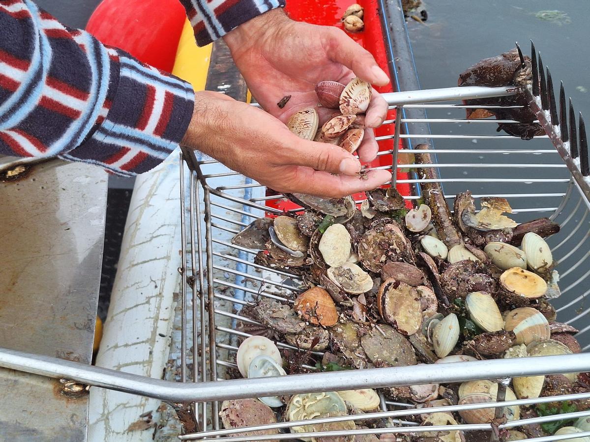 La producción de almeja fina y babosa cayó un 85% respecto a la media del último quinquenio.