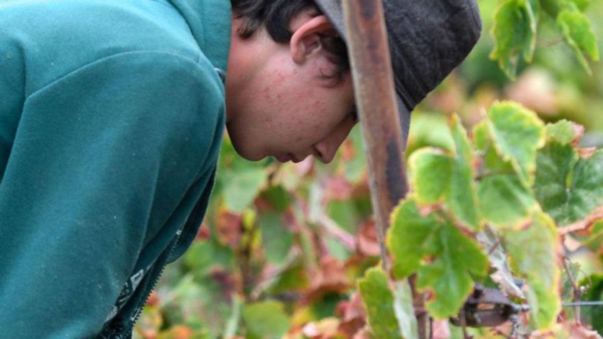 Canary Islands Introduce New Measures to Combat Grape Phylloxera Threat