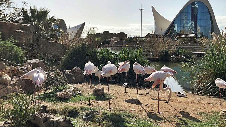 Llac amb flamencs a l’Oceanogràfic de València. | LEVANTE-EMV