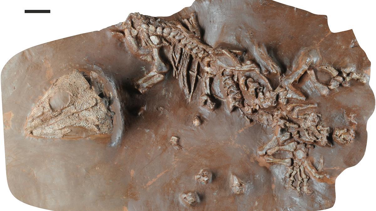 So sieht das Skelett des Tramuntanasaurus tiai aus.