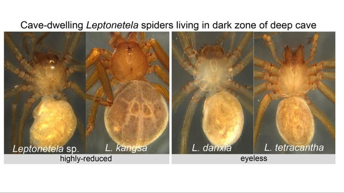 A la izquierda dos especies de arañas, a las que solo les quedan puntos claros en los ojos. A la derecha hay dos especies que han perdido completamente los ojos, a pesar de lo cual perciben la luz.